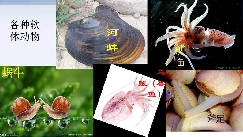 1.3 软体动物和节肢动物（课件）-八年级生物上册同步备课（人教版）04