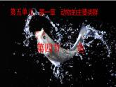 1.4 鱼（课件）-八年级生物上册同步备课（人教版）