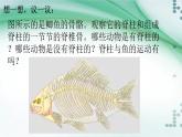 1.4 鱼（课件）-八年级生物上册同步备课（人教版）