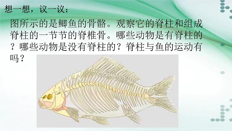 1.4 鱼（课件）-八年级生物上册同步备课（人教版）02