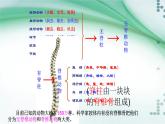 1.4 鱼（课件）-八年级生物上册同步备课（人教版）