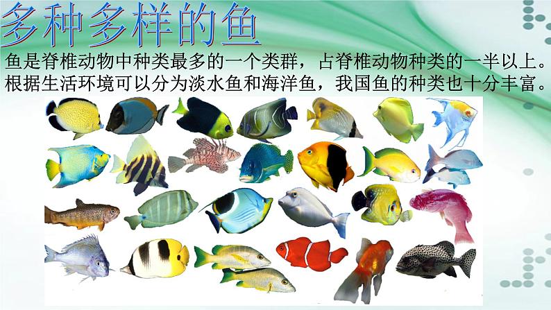 1.4 鱼（课件）-八年级生物上册同步备课（人教版）04