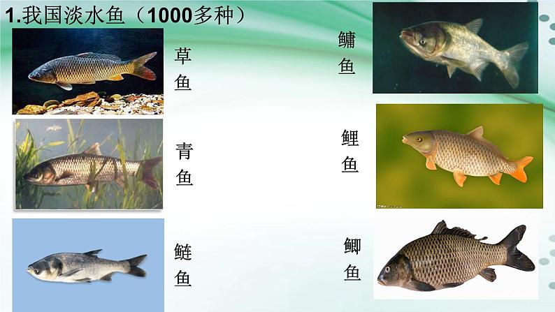 1.4 鱼（课件）-八年级生物上册同步备课（人教版）05