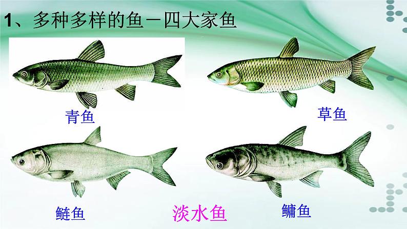 1.4 鱼（课件）-八年级生物上册同步备课（人教版）06