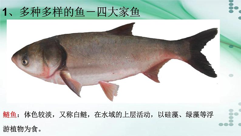 1.4 鱼（课件）-八年级生物上册同步备课（人教版）07