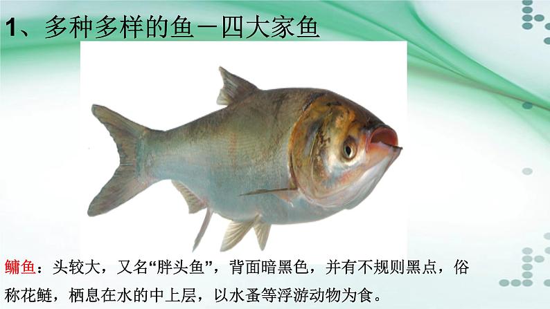 1.4 鱼（课件）-八年级生物上册同步备课（人教版）08