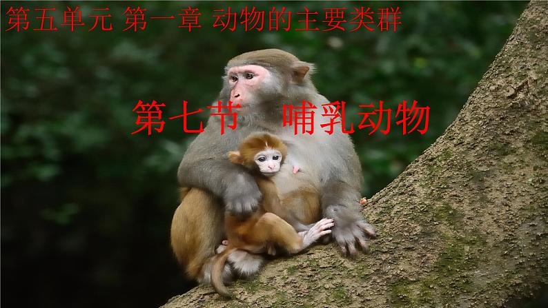 1.7 哺乳动物（课件）-八年级生物上册同步备课（人教版）01