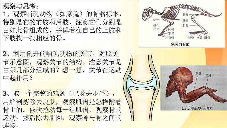 2.1 动物的运动-八年级生物上册同步备课（人教版） 课件08