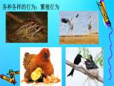 2.2 先天性行为和学习行为（课件）-八年级生物上册同步备课（人教版）