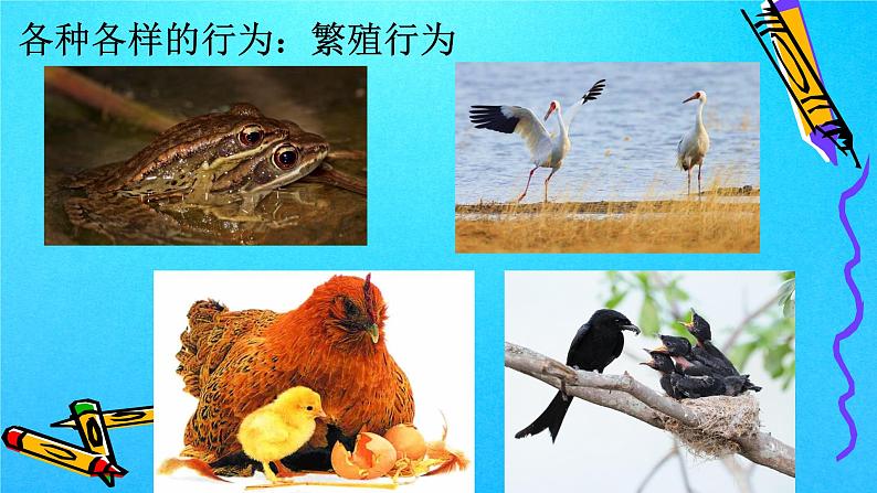 2.2 先天性行为和学习行为（课件）-八年级生物上册同步备课（人教版）04