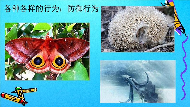 2.2 先天性行为和学习行为（课件）-八年级生物上册同步备课（人教版）05