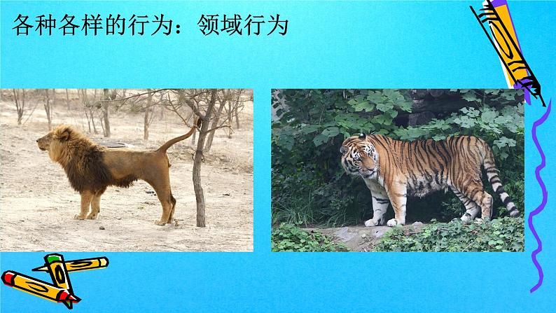 2.2 先天性行为和学习行为（课件）-八年级生物上册同步备课（人教版）08