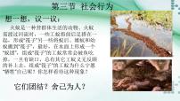 初中生物人教版 (新课标)八年级上册第三节 社会行为完整版备课课件ppt