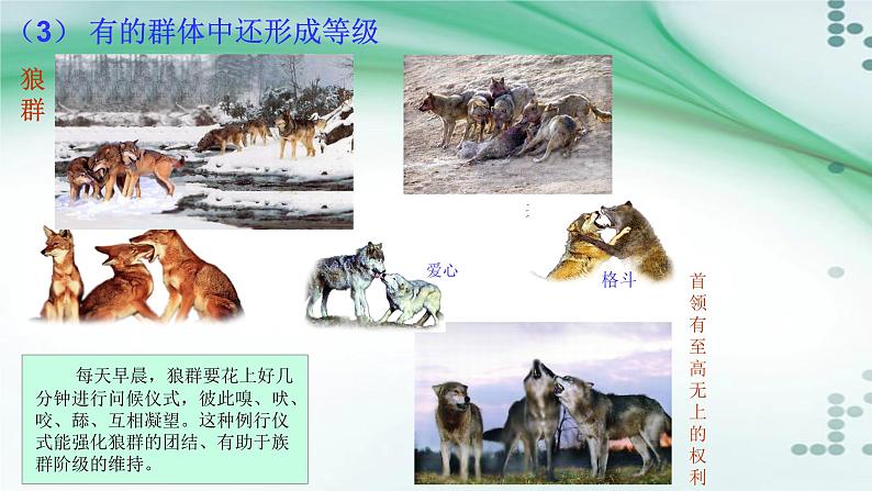 2.3 社会行为-八年级生物上册同步备课（人教版） 课件08