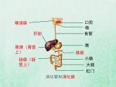 苏教版七年级生物下册第4单元生物圈中的人第9章人的食物来自环境第2节人体的消化与的吸收2课件