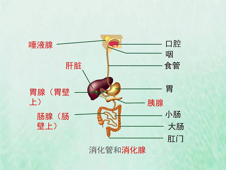 苏教版七年级生物下册第4单元生物圈中的人第9章人的食物来自环境第2节人体的消化与的吸收2课件04