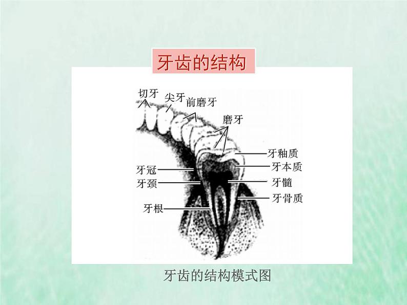 苏教版七年级生物下册第4单元生物圈中的人第9章人的食物来自环境第2节人体的消化与的吸收2课件06