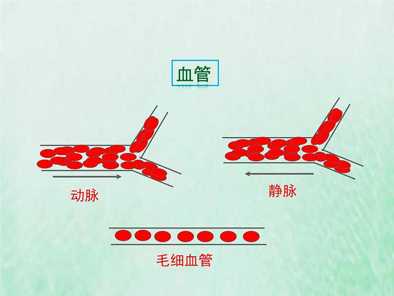 苏教版七年级生物下册第4单元生物圈中的人第10章人体内的物质运输和能量供给第2节人体的血液循环1课件04