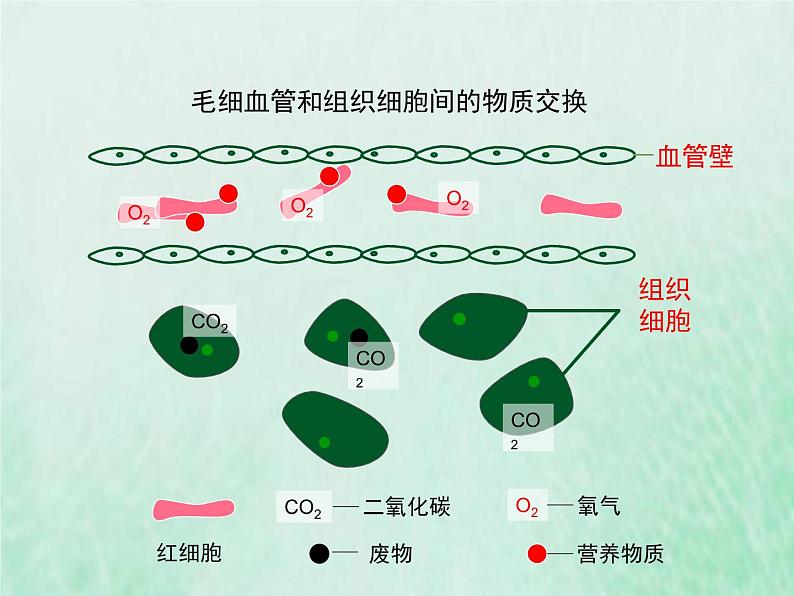 苏教版七年级生物下册第4单元生物圈中的人第10章人体内的物质运输和能量供给第2节人体的血液循环1课件07