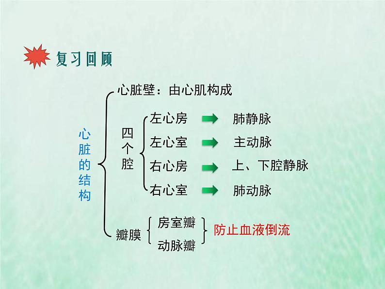 人教版七年级生物下册第4单元生物圈中的人第4章人体内物质的运输第3节输送血液的泵-心脏第2课时血液循环的途径课件02