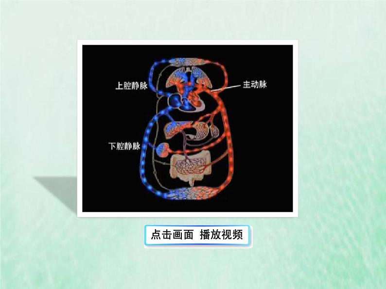 人教版七年级生物下册第4单元生物圈中的人第4章人体内物质的运输第3节输送血液的泵-心脏第2课时血液循环的途径课件03