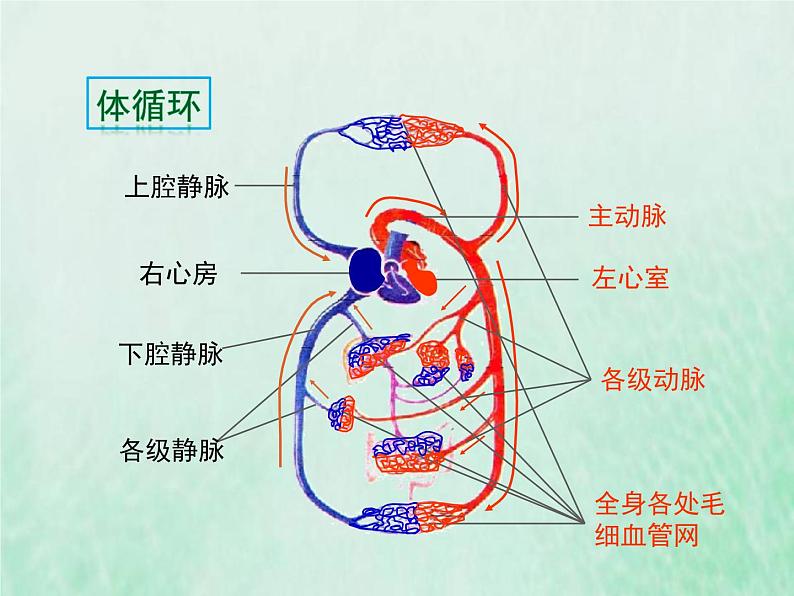 人教版七年级生物下册第4单元生物圈中的人第4章人体内物质的运输第3节输送血液的泵-心脏第2课时血液循环的途径课件05