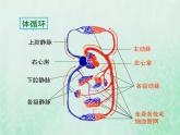 人教版七年级生物下册第4单元生物圈中的人第4章人体内物质的运输第3节输送血液的泵-心脏第2课时血液循环的途径课件