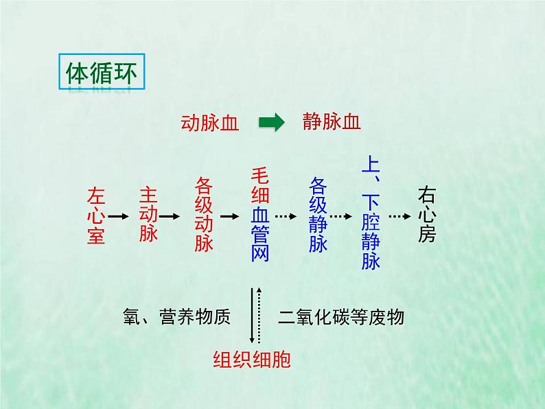 人教版七年级生物下册第4单元生物圈中的人第4章人体内物质的运输第3节输送血液的泵-心脏第2课时血液循环的途径课件06