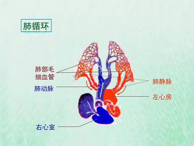 人教版七年级生物下册第4单元生物圈中的人第4章人体内物质的运输第3节输送血液的泵-心脏第2课时血液循环的途径课件07