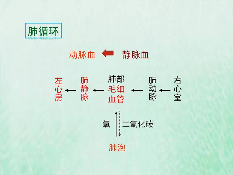 人教版七年级生物下册第4单元生物圈中的人第4章人体内物质的运输第3节输送血液的泵-心脏第2课时血液循环的途径课件08