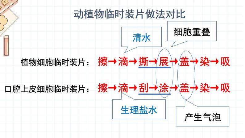 2.1.3 动物细胞 课件03