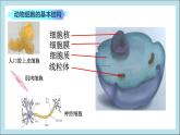 2.1.3 动物细胞 课件