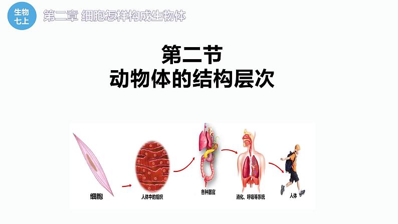 2.2.2 动物体的结构层次第2页