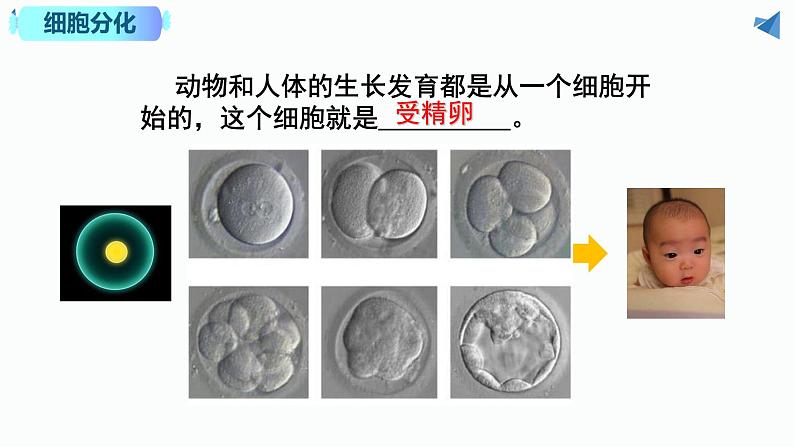 2.2.2 动物体的结构层次第3页