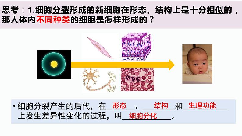 2.2.2 动物体的结构层次第4页