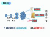 2.2.2 动物体的结构层次 课件