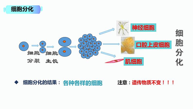 2.2.2 动物体的结构层次第5页