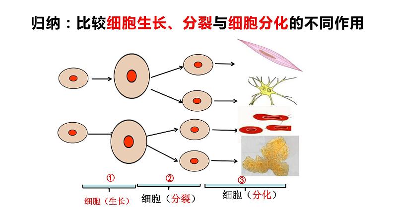 2.2.2 动物体的结构层次第6页