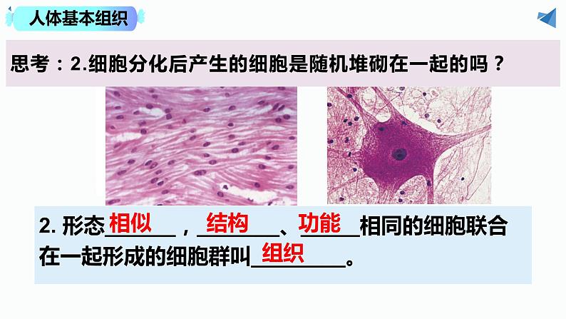 2.2.2 动物体的结构层次第7页