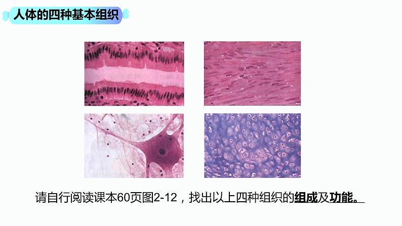 2.2.2 动物体的结构层次第8页