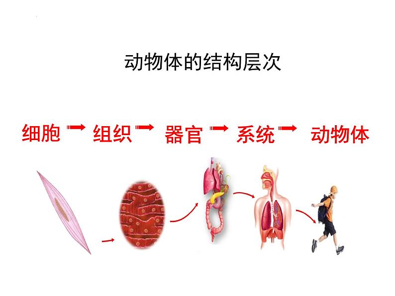 2.2.3 植物体的结构层次 课件01