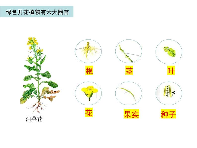 2.2.3 植物体的结构层次 课件04