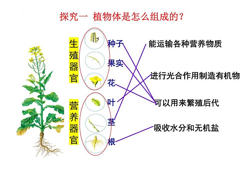 2.2.3 植物体的结构层次 课件05