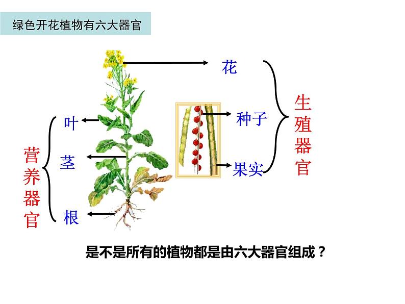 2.2.3 植物体的结构层次 课件06