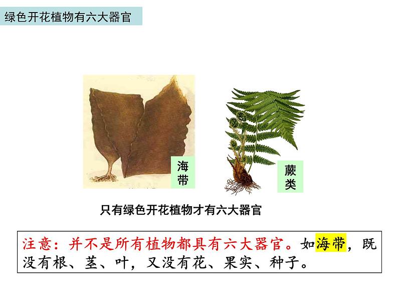 2.2.3 植物体的结构层次 课件07