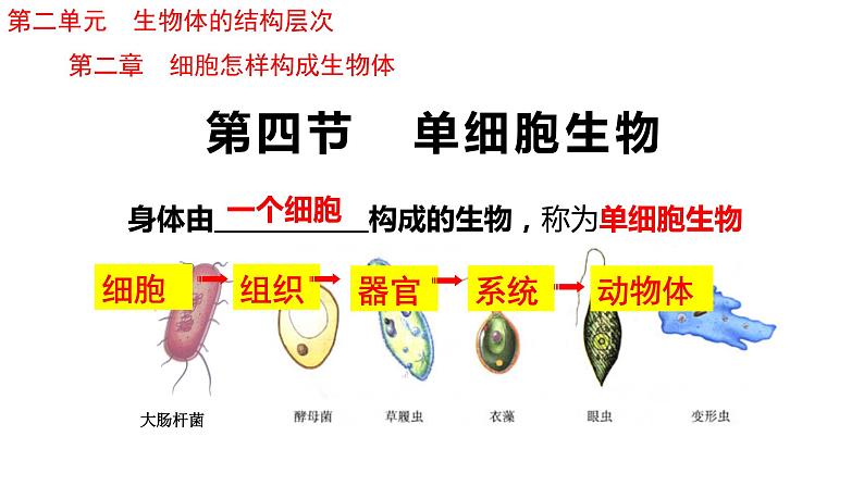 2.2.4 单细胞生物第2页