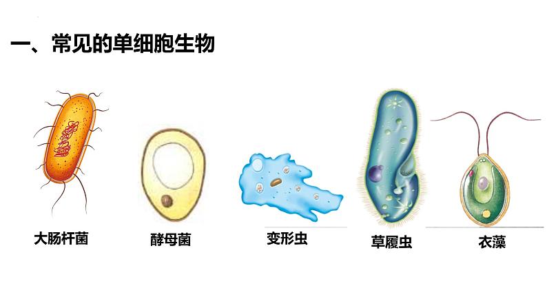 2.2.4 单细胞生物第3页