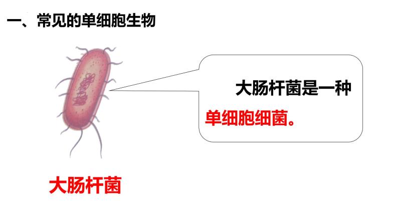 2.2.4 单细胞生物 课件04