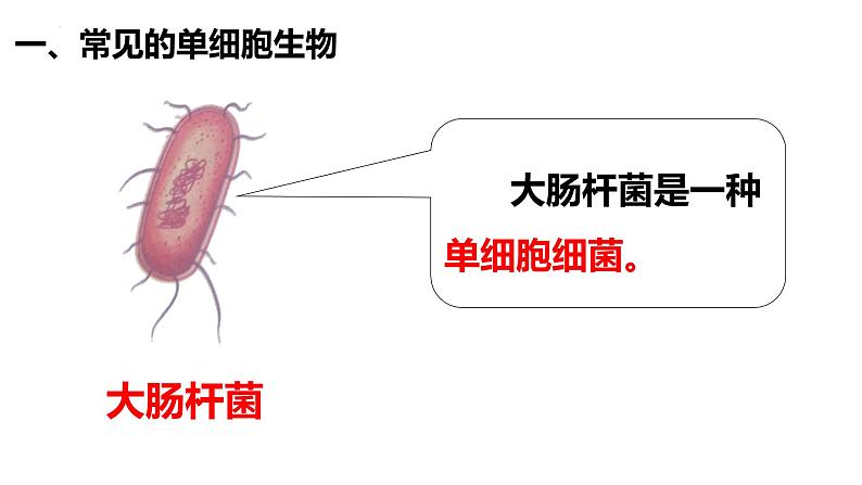 2.2.4 单细胞生物第4页