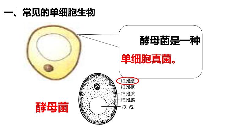 2.2.4 单细胞生物第5页